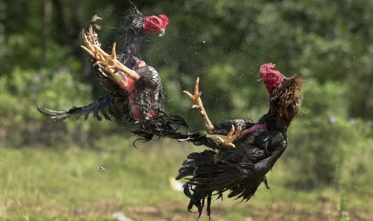 Đá Gà GA28 Tại SM66